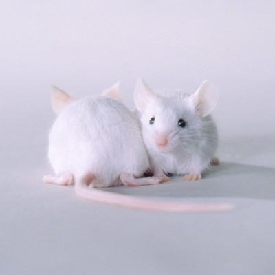 Young blood helps heal muscles in old mice | Cosmos Young blood helps heal muscles in old mice | 웹