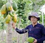 곡성에서 천사의 열매 ´파파야´ 수확 한창 - 아시아경제 곡성에서 천사의 열매  ´파파야´ 수확 한창 - 아시아경제