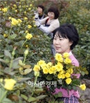 [포토]봄을 부르는 노란장미 - 아시아경제