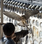 [포토] 매사냥체험 - 아시아경제
