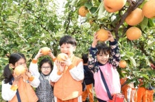 고사리 손으로 가꾼 황실배 수확하고 나누고! - 아시아경제 고사리 손으로 가꾼 황실배 수확하고 나누고!   - 아시아경제