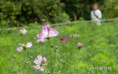 [포토]코스모스 길 따라 - 아시아경제