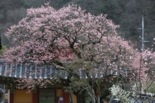 백양사 고불매 활짝…산사의 봄 정취 가득 - 아시아경제