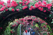 [포토] 발길 이끄는 장미터널 - 아시아경제 [포토] 발길 이끄는 장미터널