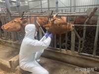 보성군, 구제역 일제접종으로 80년 청정축산 명성 지킨다 - 아시아경제