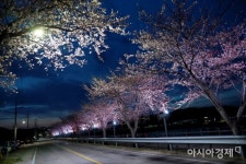 울진군, 망양정 300m 벚꽃길에 LED 야간조명 - 아시아경제 울진군, 망양정 300m 벚꽃길에 LED 야간조명  - 아시아경제