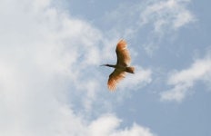 보이지 않은 따오기 우포하늘 날다 - 아시아경제