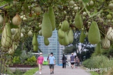[포토]하늘공원 찾은 시민들 - 아시아경제