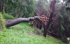 집중 호우로 문화재 열아홉 건 피해…수목 전도·성곽 붕괴 등 - 아시아경제