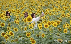 [포토] 탑동시민농장에 활짝 핀 해바라기 - 아시아경제