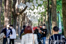 [포토]관광객으로 북적이는 남이섬