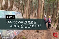 [하루만보] 제주 ‘숫모르 편백숲길’, 心身 치유 공간이 되다 - 아시아경제