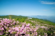 “소백산 연화봉 정상 피아노 공연 구경오세요” … 영주시, 철쭉제 개최