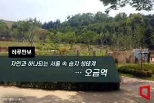 [하루만보]자연과 하나되는 서울 속 습지 생태계…오금역 - 아시아경제