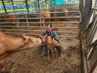 합천 한우농가, 어미 소 2년 동안 5마리 출산 - 아시아경제 합천 한우농가, 어미 소 2년 동안 5마리 출산          - 아시아경제