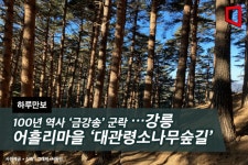 [하루만보] 100년 역사 ‘금강송’ 군락지…강릉 어흘리마을 ‘대관령소나무숲길’ - 아시아경제
