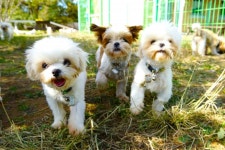 여주 반려마루 보호 강아지 23일부터 입양 시작…687마리 - 아시아경제