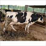 White And Black Farm Hf Cow at Best Price in Karnal | Hn Dairy Farm