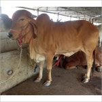 Gir Cow In Palakkad, Kerala At Best Price | Gir Cow Manufacturers, Suppliers In Palakkad