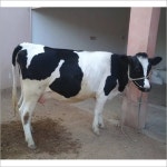White & Black Pure Hf Cow at Best Price in Karnal | Pearl Dairy Farm