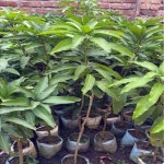 Different Available Banana Mango Plant at Best Price in Kolkata | New Deshpran Nursery & Agricultural Farm