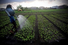 Sorry, meat eaters: Bacon is not better for the environment than lettuce | IBTimes UK Sorry, meat eaters: Bacon is not better for... 