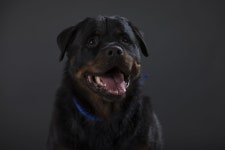 Pet Dogs Viciously Maul 8-Year-Old At Home, Boy Fighting For Life | IBTimes Pet Dogs Viciously Maul 8-Year-Old At Home
