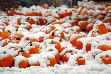 Rare October Snowstorm, First Since 1869, Dampens Halloween Fervor in U.S. Northeast