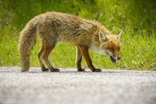 Rabid Fox Bites Five-Year-Old Girl and Three Others in Maine... Newsweek What are the symptoms of rabies? Rabid fox bites girl