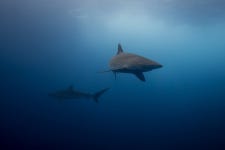 Cape Cod Shark Attack Victim Punched It in the Gills to Get Away - Newsweek Shark Attack Victim Punched It in the Gills to Get Away