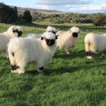 Cutest Sheep Ever: Farmers Hope Special Breed of Sheep Will Be Global Phenomenon - Newsweek Meet the Valais Blacknose, the... 
