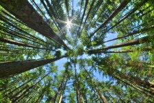 Plants Will Get Boost From Rising CO2 Emissions but Only for Another 80 Years, Scientists Warn - Newsweek Plants Will Get Boost... 