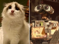 People Are Obsessed With This Cat That Looks Just Like WALL-E - Newsweek People are obsessed with this cat that looks just like... 