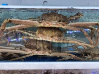 묵호 대게하우스 - 묵호항 대게, 망치매운탕 맛집 - 다이닝코드