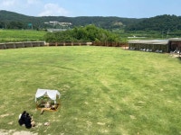 개들랜드 - 울산 애견카페, 루프탑 맛집 - 다이닝코드