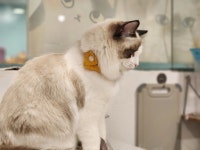 고양이놀이터 - 명동 고양이카페, 이색카페 맛집 - 다이닝코드