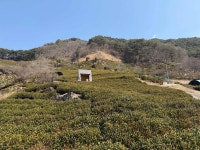 도심다원 - 하동 카페, 녹차 맛집 - 다이닝코드