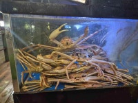 크랩하우스 김포본점 - 김포 대게, 킹크랩 맛집 - 다이닝코드