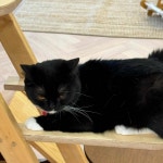 너즐 - 서울숲 고양이카페 맛집 - 다이닝코드