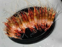 갈릴리대게회식당 - 포항죽도시장 대게, 박달대게 맛집 - 다이닝코드