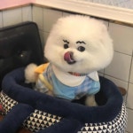 벨르시앙 - 마산 애견카페 맛집 | 다이닝코드, 빅데이터 맛집검색