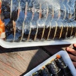 송송김밥 - 전주 김밥, 꼬마김밥 맛집 - 다이닝코드