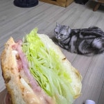 압구정 샌드위치 수유점 - 수유동 샌드위치, 반미 맛집 | 다이닝코드, 빅데이터 맛집검색