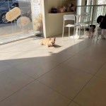 성수 애견카페 맛집 Top1 - 다이닝코드