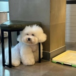 봉브라더스 - 신논현 애견카페 맛집 - 다이닝코드