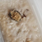 본죽&비빔밥 상암하늘초교점 - 상암 전복죽, 오징어버터구이 맛집 - 다이닝코드