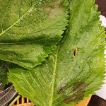 청년고기장수 면목점 - 면목 고기뷔페, 무한리필 맛집 | 다이닝코드, 빅데이터 맛집검색
