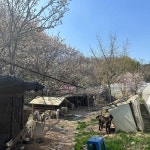 철탑농장옥길약수터 - 광명 백숙, 옻오리 맛집 - 다이닝코드