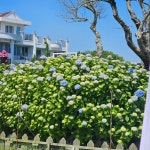 제주 서귀포시 안덕면 덕수리 테마별 맛집 추천 - 다이닝코드, 빅데이터 맛집검색