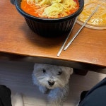광양시 대표 음식 - 다이닝코드